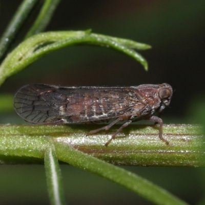 Cixiidae sp. (family) (Cixiid planthopper) at Acton, ACT - 29 Oct 2022 by TimL