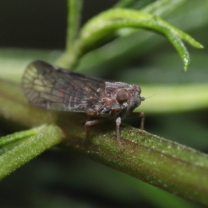 Cixiidae sp. (family) at Acton, ACT - 30 Oct 2022