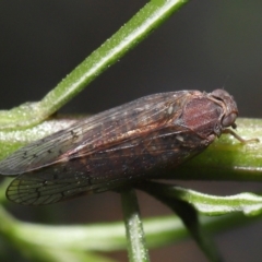 Cixiidae sp. (family) at Acton, ACT - 30 Oct 2022