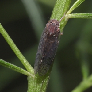 Cixiidae sp. (family) at Acton, ACT - 30 Oct 2022