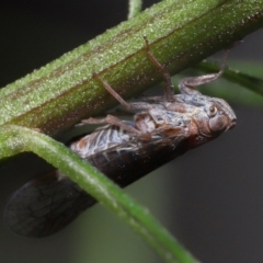 Cixiidae sp. (family) at Acton, ACT - 30 Oct 2022