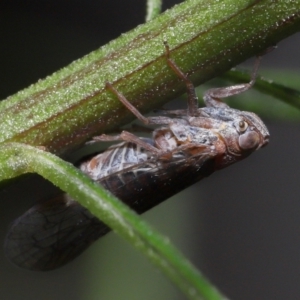 Cixiidae sp. (family) at Acton, ACT - 30 Oct 2022