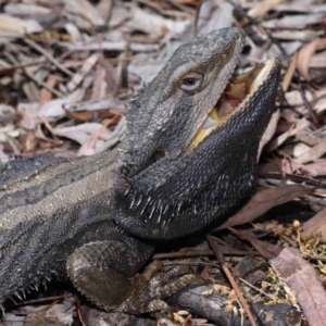 Pogona barbata at Acton, ACT - 2 Nov 2022