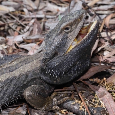 Pogona barbata (Eastern Bearded Dragon) at Acton, ACT - 2 Nov 2022 by TimL