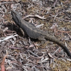 Pogona barbata at Acton, ACT - 2 Nov 2022