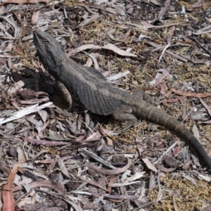 Pogona barbata at Acton, ACT - 2 Nov 2022