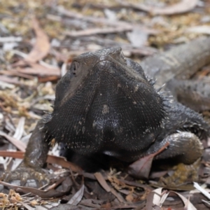 Pogona barbata at Acton, ACT - 2 Nov 2022