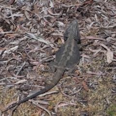 Pogona barbata at Acton, ACT - 2 Nov 2022