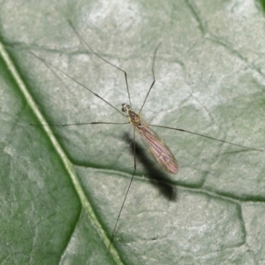 Limoniidae (family) at Acton, ACT - suppressed