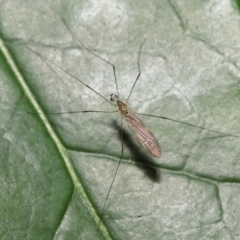 Limoniidae (family) (Unknown Limoniid Crane Fly) at ANBG - 2 Nov 2022 by TimL