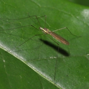 Limoniidae (family) at Acton, ACT - suppressed