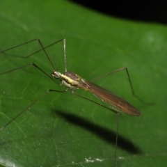 Limoniidae (family) at Acton, ACT - 2 Nov 2022