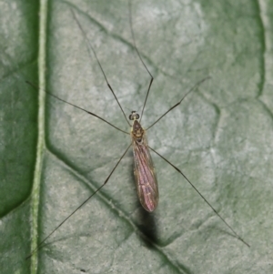 Limoniidae (family) at Acton, ACT - suppressed