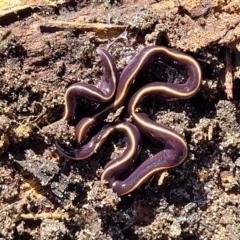 Caenoplana coerulea (Blue Planarian, Blue Garden Flatworm) at Coffs Harbour, NSW - 2 Nov 2022 by trevorpreston