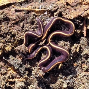 Caenoplana coerulea at Coffs Harbour, NSW - 2 Nov 2022 01:35 PM