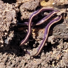 Caenoplana coerulea at Coffs Harbour, NSW - 2 Nov 2022 01:35 PM