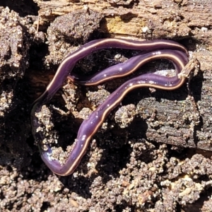 Caenoplana coerulea at Coffs Harbour, NSW - 2 Nov 2022 01:35 PM