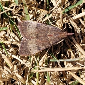 Uresiphita ornithopteralis at Coffs Harbour, NSW - 2 Nov 2022 10:06 AM
