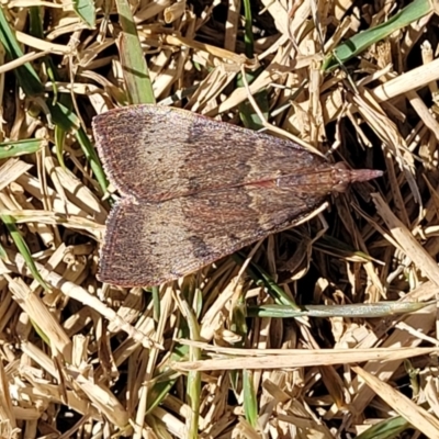 Uresiphita ornithopteralis (Tree Lucerne Moth) at Coffs Harbour, NSW - 2 Nov 2022 by trevorpreston