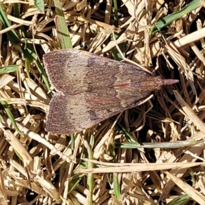 Unidentified Moth (Lepidoptera) (TBC) at suppressed by trevorpreston