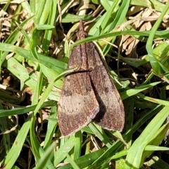 Uresiphita ornithopteralis at Coffs Harbour, NSW - 2 Nov 2022 10:06 AM