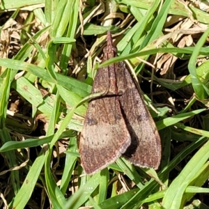 Uresiphita ornithopteralis at Coffs Harbour, NSW - 2 Nov 2022 10:06 AM