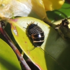 Ellipsidion australe (Austral Ellipsidion cockroach) at Pollinator-friendly garden Conder - 10 Oct 2022 by michaelb