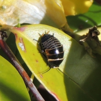 Ellipsidion australe (Austral Ellipsidion cockroach) at Pollinator-friendly garden Conder - 10 Oct 2022 by michaelb