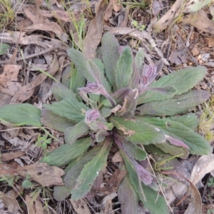 Ajuga australis at Michelago, NSW - 11 Oct 2022 05:34 PM