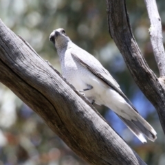 Coracina novaehollandiae (Black-faced Cuckooshrike) at Mount Taylor - 2 Nov 2022 by RodDeb