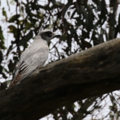 Coracina novaehollandiae at Kambah, ACT - 2 Nov 2022