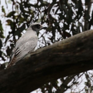 Coracina novaehollandiae at Kambah, ACT - 2 Nov 2022