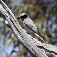 Coracina novaehollandiae at Kambah, ACT - 2 Nov 2022