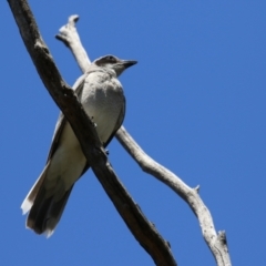 Coracina novaehollandiae at Kambah, ACT - 2 Nov 2022