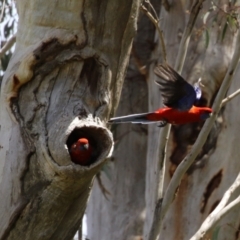 Platycercus elegans (Crimson Rosella) at Mount Taylor - 2 Nov 2022 by RodDeb