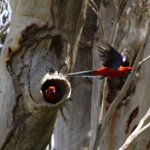 Platycercus elegans at Kambah, ACT - 2 Nov 2022