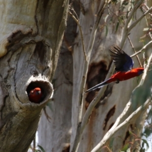 Platycercus elegans at Kambah, ACT - 2 Nov 2022