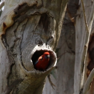 Platycercus elegans at Kambah, ACT - 2 Nov 2022