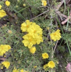 Hibbertia calycina (Lesser Guinea-flower) at Acton, ACT - 3 Nov 2022 by Jenny54