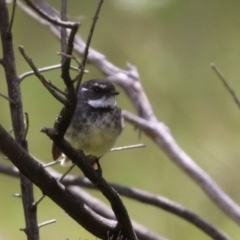 Rhipidura albiscapa (Grey Fantail) at Mount Taylor - 2 Nov 2022 by RodDeb