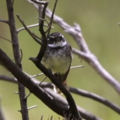 Rhipidura albiscapa at Kambah, ACT - 2 Nov 2022 11:29 AM