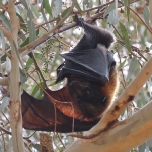 Pteropus poliocephalus at Kambah, ACT - 2 Nov 2022