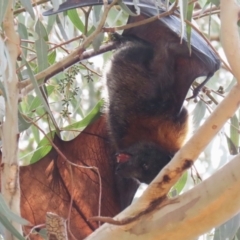 Pteropus poliocephalus at Kambah, ACT - 2 Nov 2022