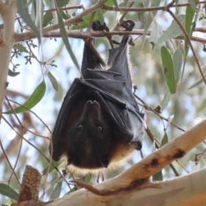 Pteropus poliocephalus at Kambah, ACT - 2 Nov 2022