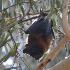 Pteropus poliocephalus at Kambah, ACT - 2 Nov 2022