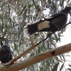 Pteropus poliocephalus at Kambah, ACT - 2 Nov 2022