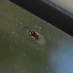 Empididae (family) (Dance fly) at Kambah, ACT - 2 Nov 2022 by RodDeb
