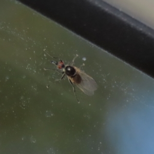 Empididae (family) at Kambah, ACT - 2 Nov 2022 12:24 PM