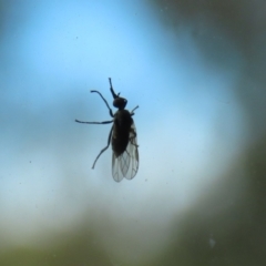 Empididae (family) at Kambah, ACT - 2 Nov 2022