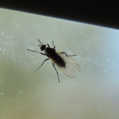 Empididae (family) at Kambah, ACT - 2 Nov 2022